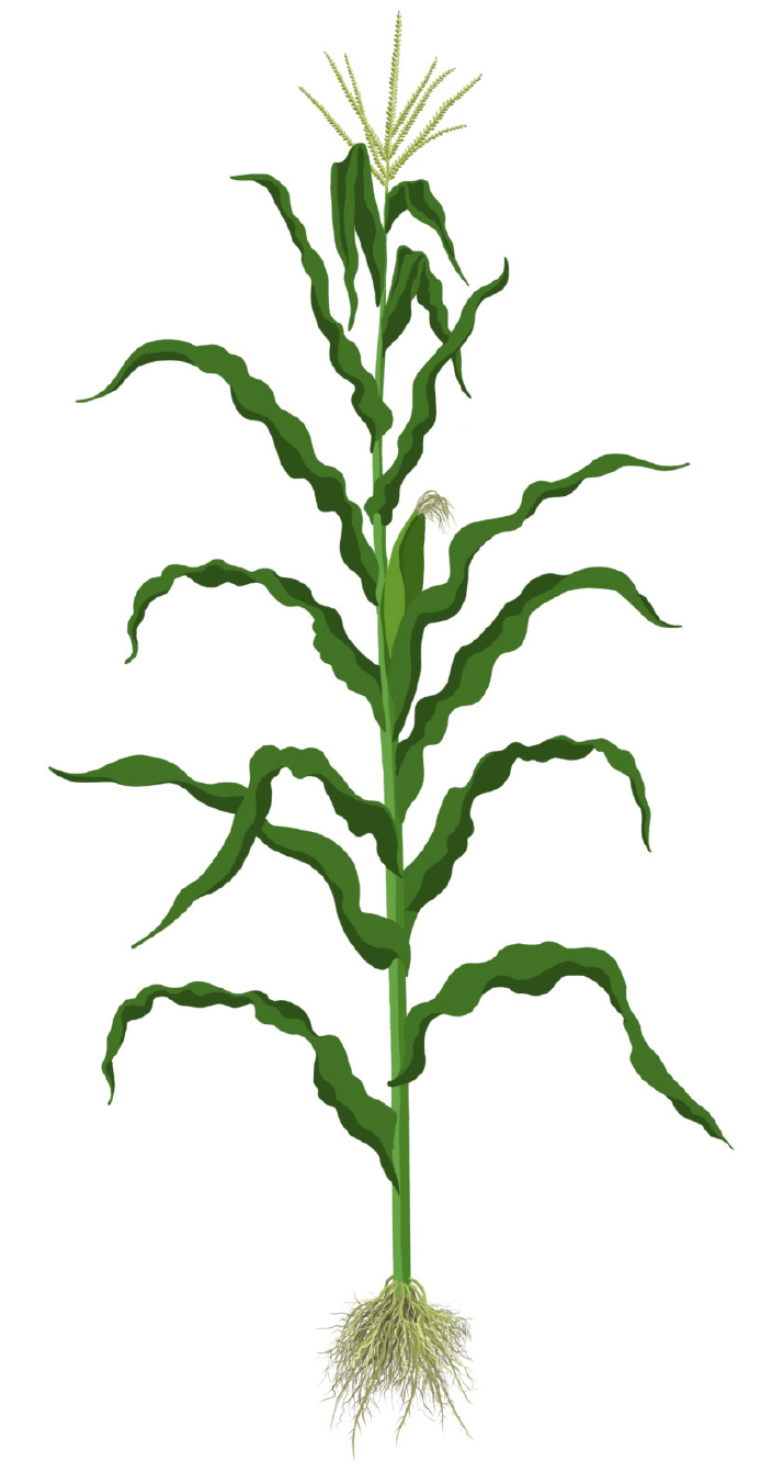 corn graphic