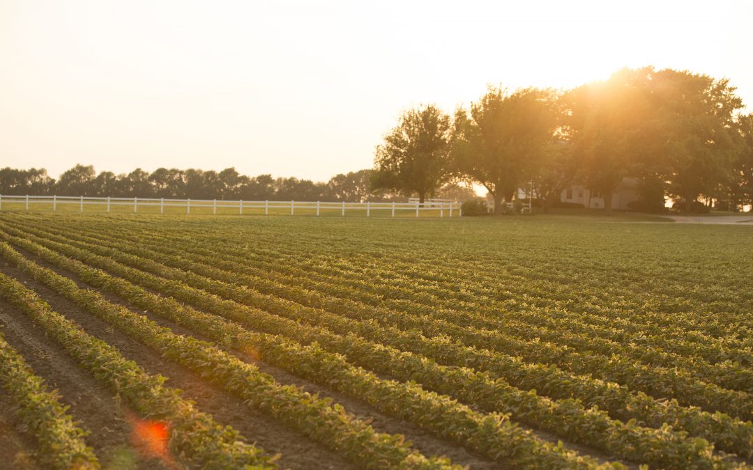 Reflections on Enlist E3 soybeans’ first season