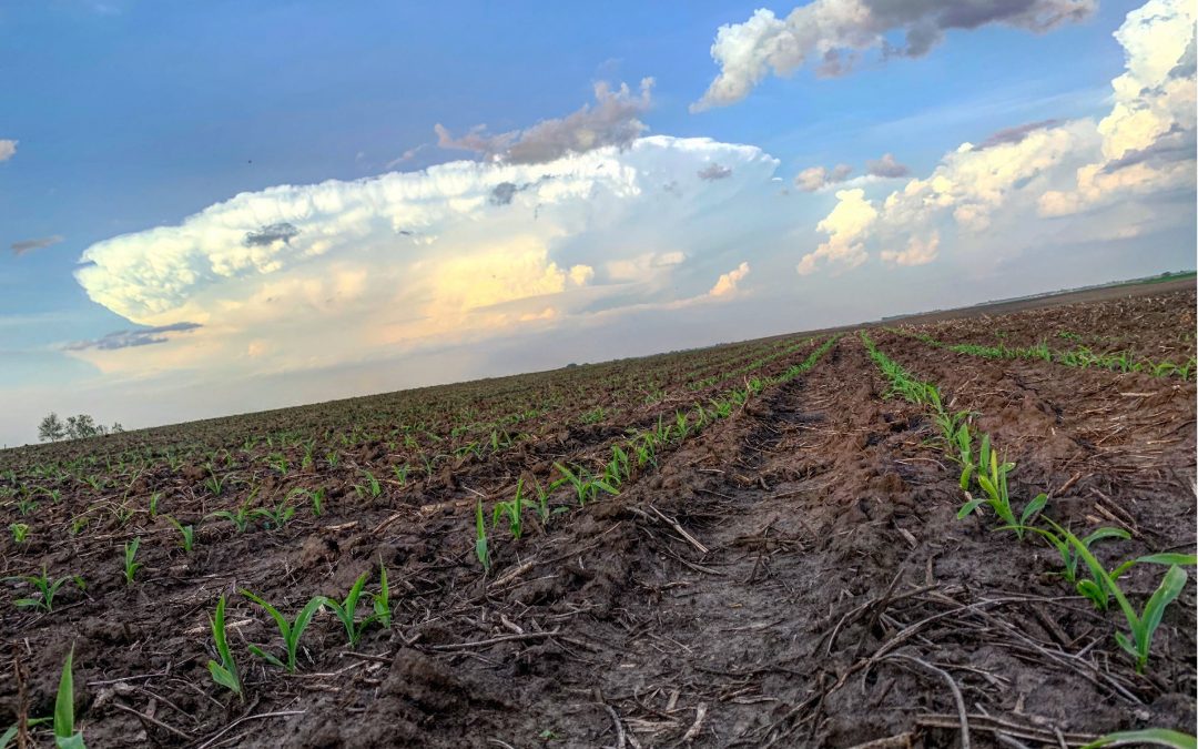 Corn Emergence & Stand Evaluation