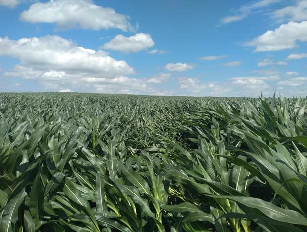 Summer Scouting in East Central Iowa