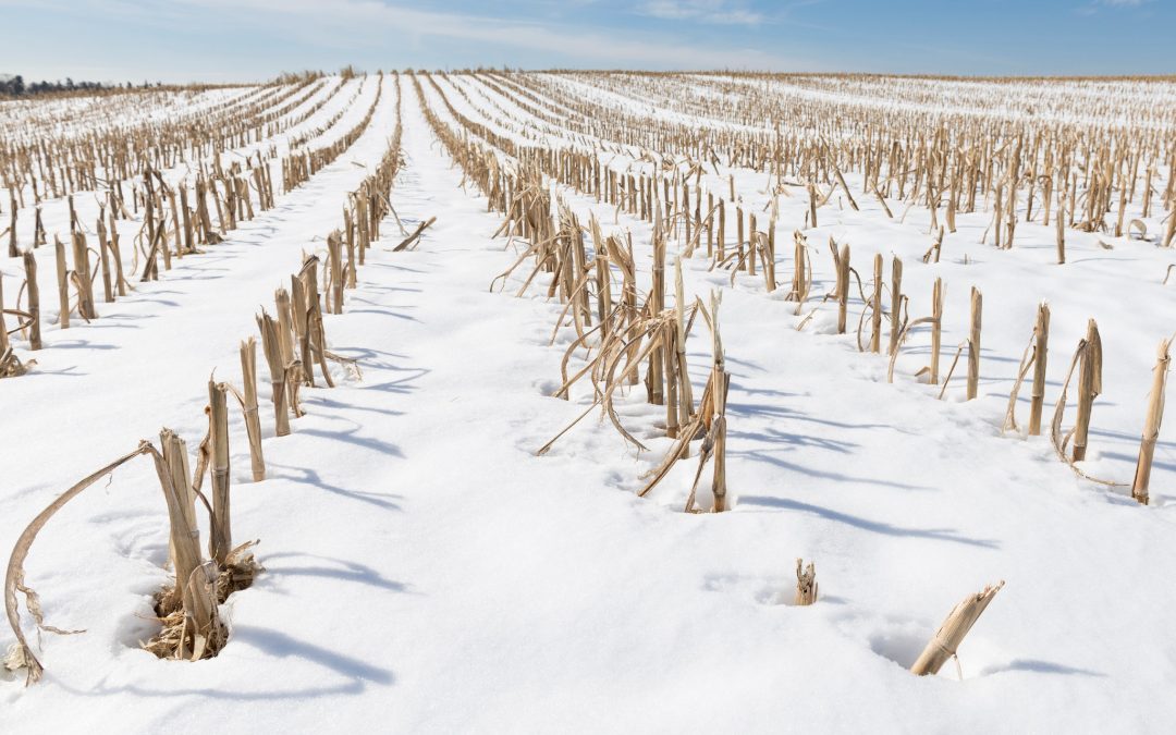 Agronomy Update:  Fallow Syndrome by Chris Adams, CCA