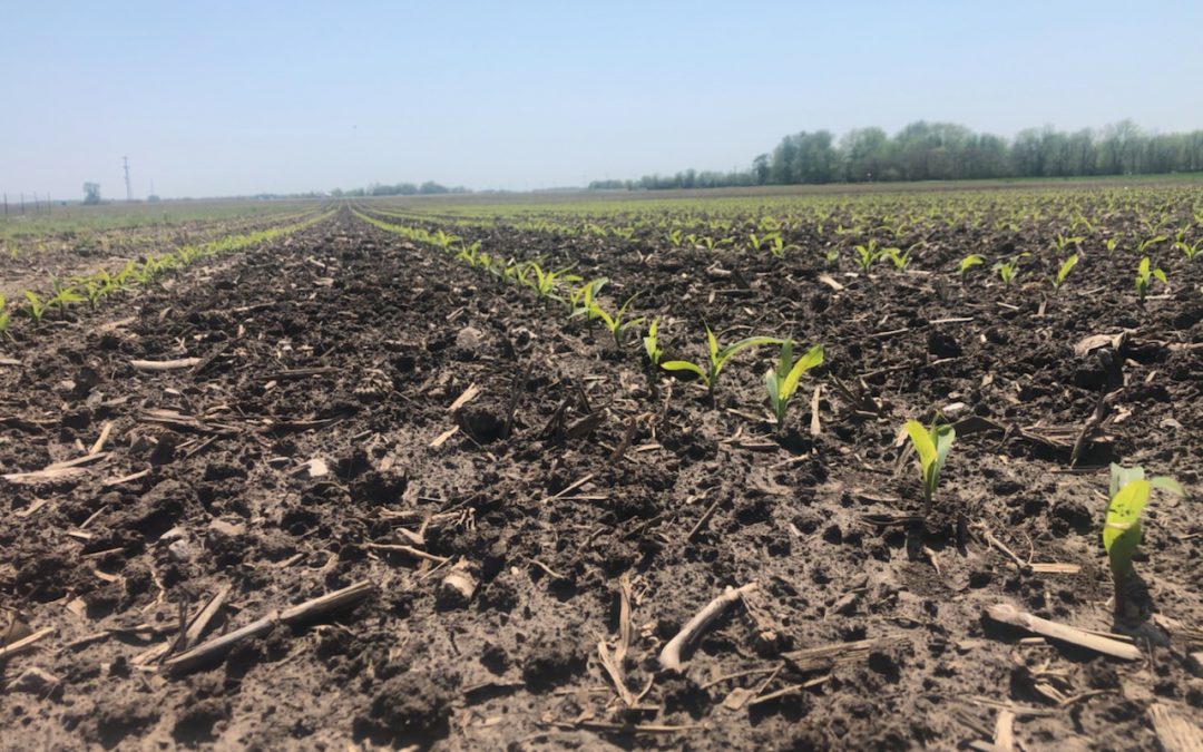 Early Season Freeze Concerns in Corn and Soybeans