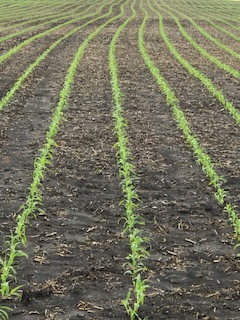 Agronomy Update