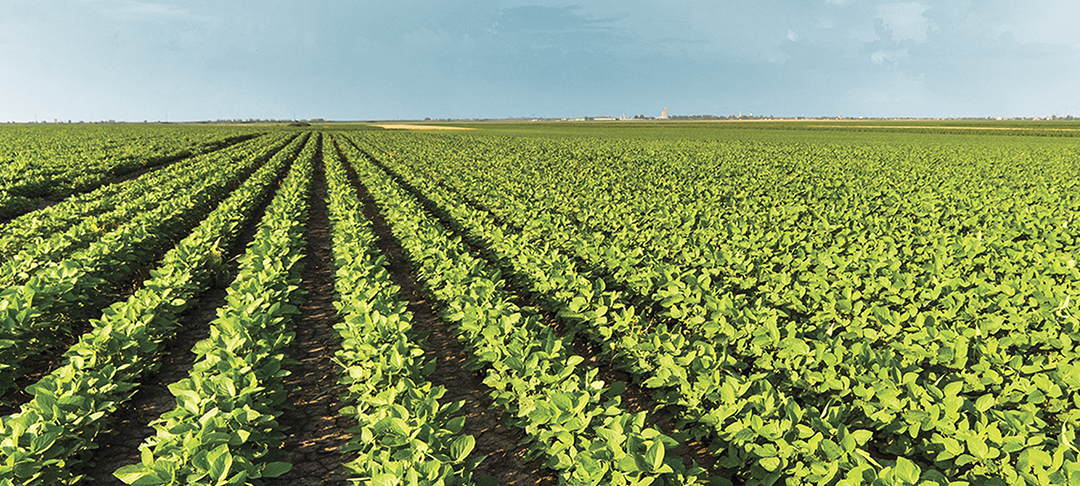 Agronomy Tip: Weeds Can Cost You 10–40 Bushels per Acre